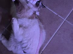-喵zoo家庭繁育猫舍(尖东智能花园店)