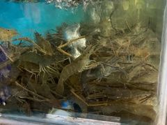 西江河虾-八仔大富楼·河鲜(西江店)