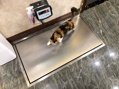 -宠爱国际动物医院· 猫科· 外科·中兽医(长白店)