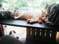 -平行世界·猫咖(首经贸店)