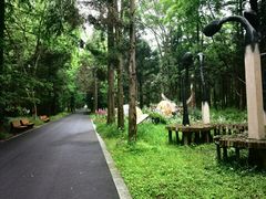 -东平国家森林公园