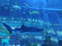 -成都浩海立方海洋公园