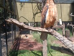 -费瑟代尔野生动物园