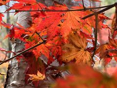 -本溪老边沟风景区