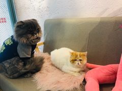 -喵屿·大理花园猫咖