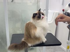 -爱洗澡的猫(天河路店)