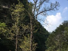 -黎坪国家森林公园
