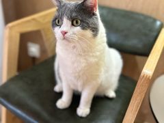-MOCHA明星猫咖(田子坊店)