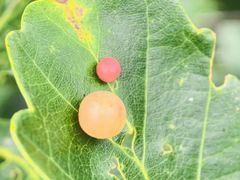 -牛背梁国家森林公园