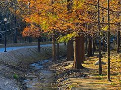 -白水寺森林公园