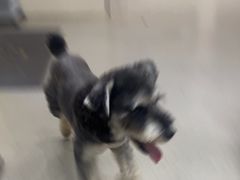 -凯瑞希宠物医院·狂犬免疫·微创·皮肤科
