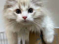 -柴迷FANS CLUB·柴犬狗咖·猫咖