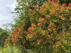 -广州白江湖森林公园