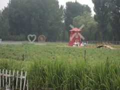 景点-北京东方普罗旺斯薰衣草庄园