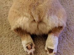 -瑞鹏宠物医院犬猫全科(真大分院)