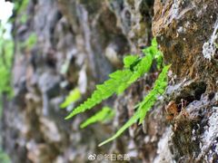-南江大峡谷