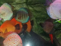 -上海海洋水族馆