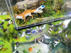 -上海大自然野生昆虫馆(东方明珠·爬宠昆虫探索中心)