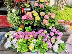-溪岸路花鸟市场