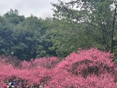 -重庆彩云湖湿地公园