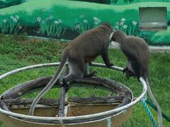 -西霞口神雕山野生动物世界