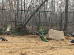 -秦皇岛野生动物园