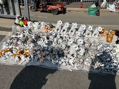 -青藏高原野生动物园