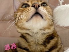 -北京博爱动物医院有限公司