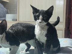 -青石桥花鸟鱼虫市场(叠翠城店)