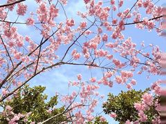 -石家庄市植物园