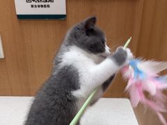 -联合动物医院(光谷诊疗中心)