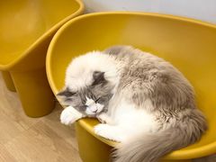 -有喵·猫咖·狗咖·30几只猫10只小狗(岗厦店)