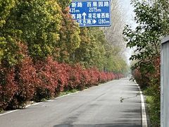 -合肥滨湖国家森林公园