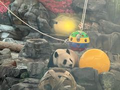 -武汉动物园