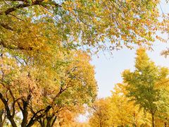 -北京西山国家森林公园