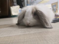 -宠物兔专门店(天丰利市场店)