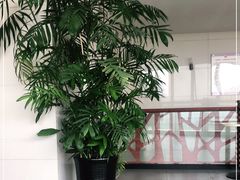 -上海市第一人民医院(松江南部)