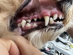 -宠福鑫康馨动物医院·骨科·眼科