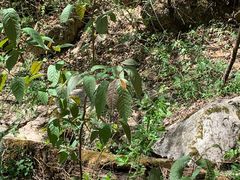 -青峰峡国家森林公园