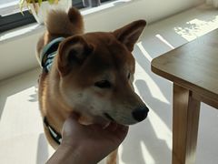 -宠颐生汉谟拉比宠物医院