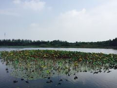 -溱湖国家湿地公园