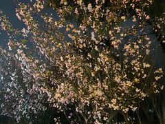 -高东镇樱花园