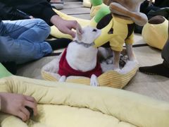 -逗柴咖啡屋·狗咖猫咖宠物桌游