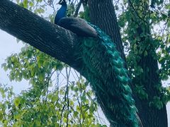 -J Create城市露营咖啡·简餐·宠物(上海动物园店)