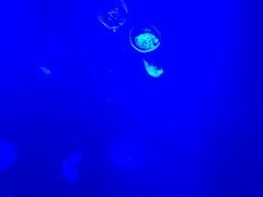 -暹罗海洋世界