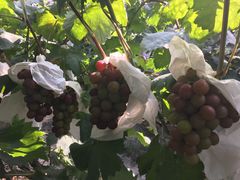 -马陆小张葡萄园农家乐