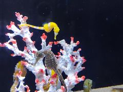 -欢乐海岸海洋奇梦馆
