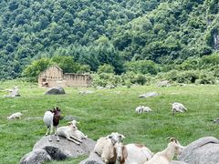 -狮子沟牧场