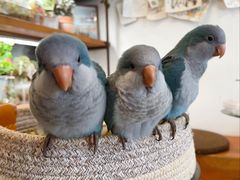 -吉丁鸟咖·异宠·寄养