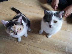 -Cappucimeow猫咪咖啡馆(韦伯时代店)
